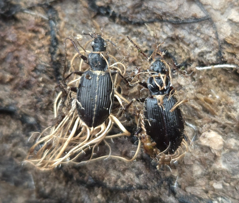Limodromus assimilis - vöröslábú kisfutó