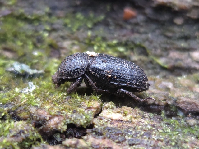 Sinodendron cylindricum - tülkös szarvasbogár