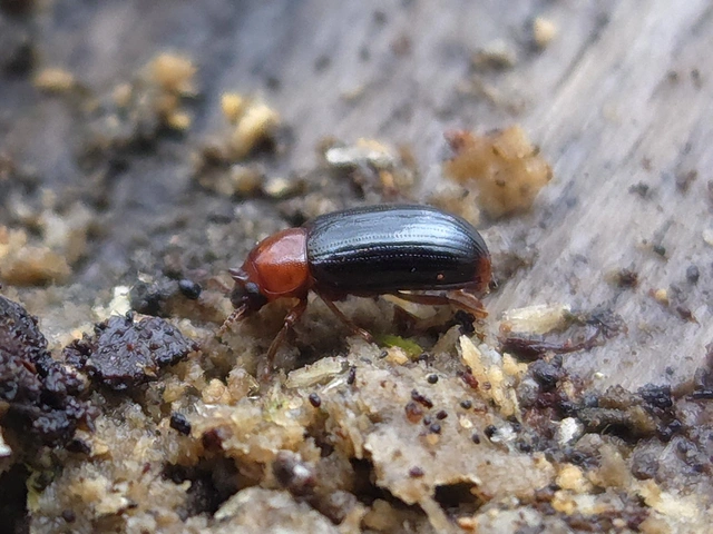 Neomida haemorrhoidalis