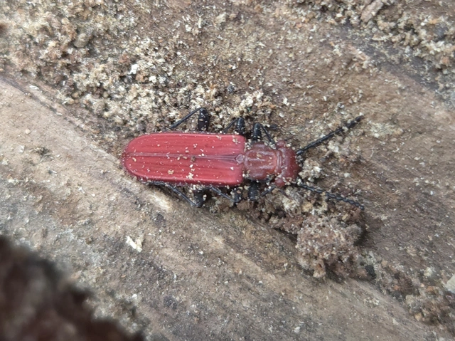 Cucujus cinnaberinus - skarlátbogár