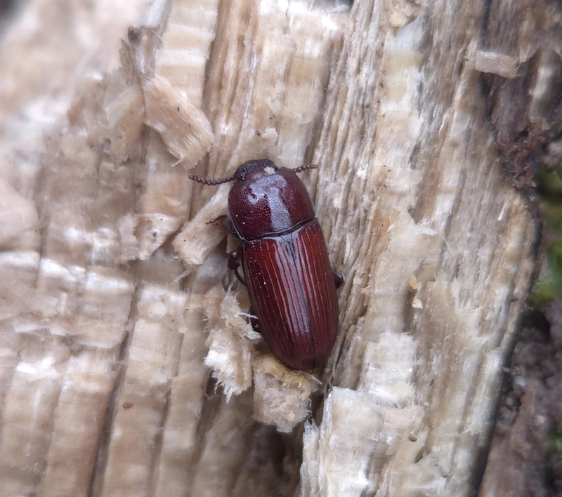 Uloma culinaris