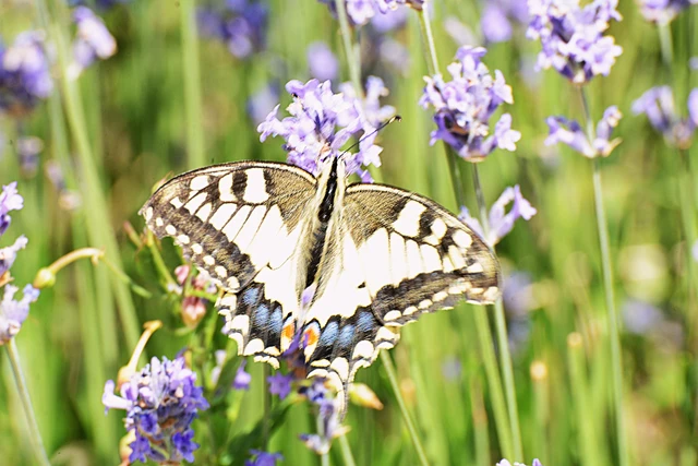 Papilio machaon - fecskefarkú lepke