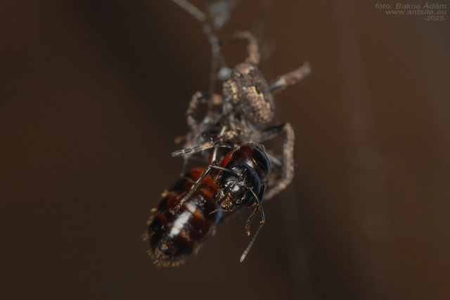 Araneidae - keresztespókok