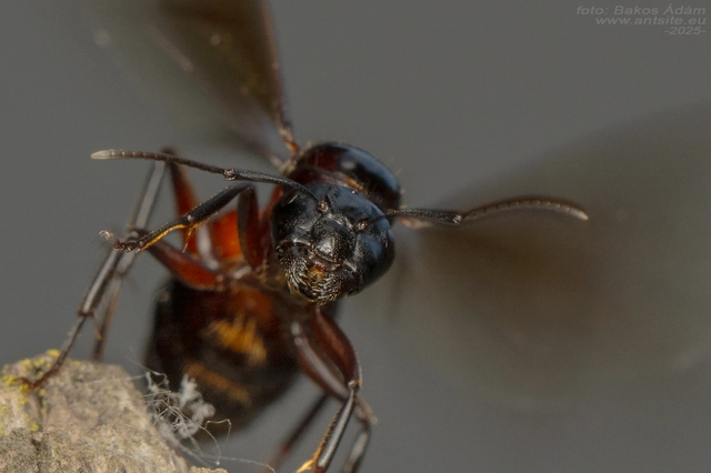 Camponotus ligniperda - faodvasító lóhangya