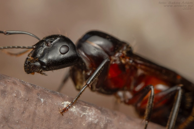 Camponotus ligniperda - faodvasító lóhangya