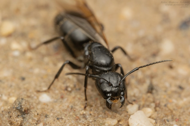 Camponotus vagus - fekete lóhangya