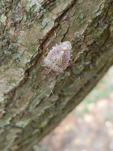 Halyomorpha halys - ázsiai márványospoloska