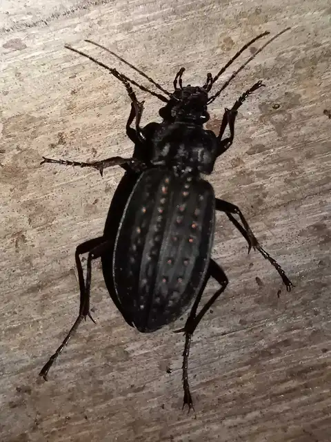 Carabus clathratus auraniensis - szárnyas futrinka