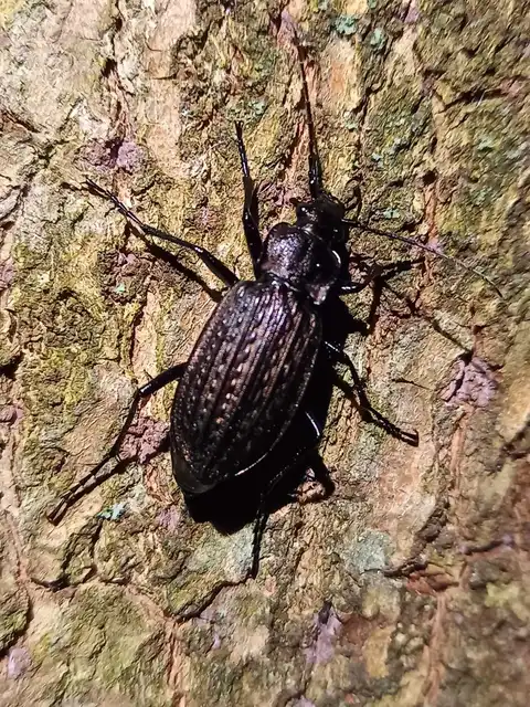 Carabus granulatus - mezei futrinka Carabus granulatus - mezei futrinka