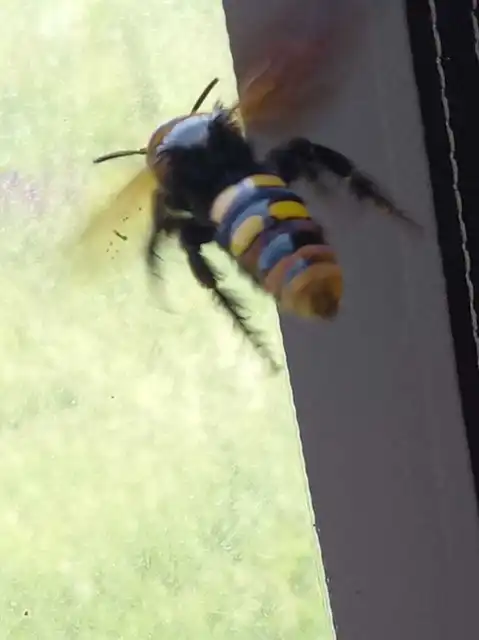 Megascolia maculata - óriás-tőrösdarázs