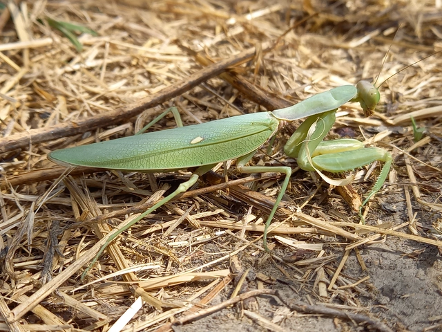 Hierodula tenuidentata - óriás ázsiai imádkozósáska