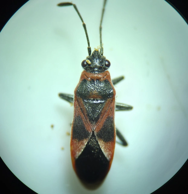 Arocatus roeselii