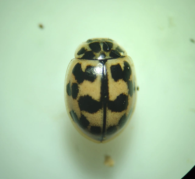Oenopia conglobata - rózsás katica