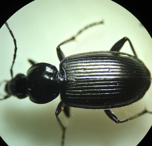 Agonum Agonum