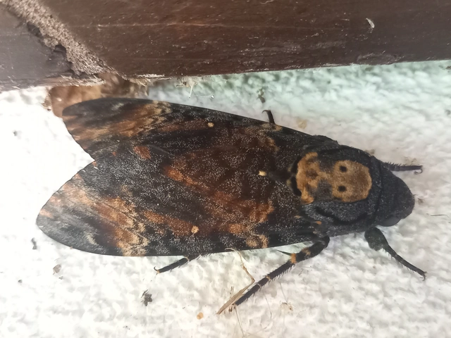 Acherontia atropos - halálfejes lepke