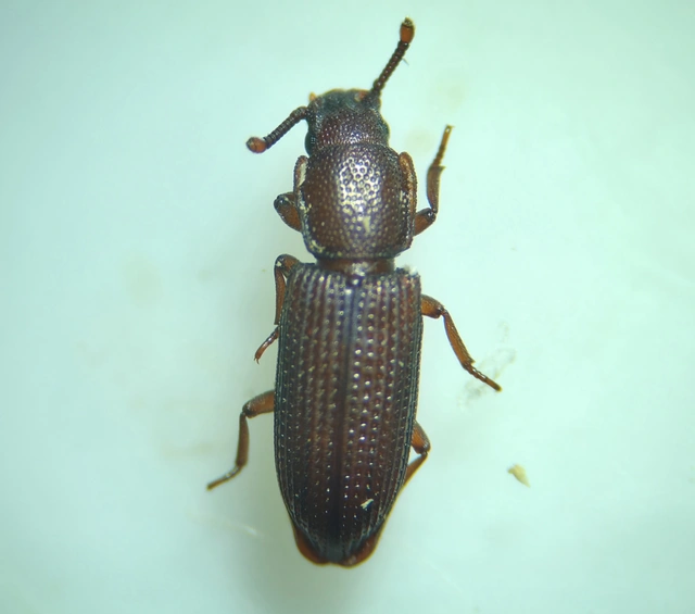 Pycnomerus terebrans - bordás héjbogár