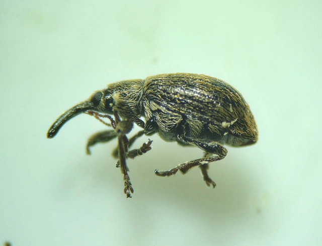 Trichopterapion holosericeum - gyertyánmag-cickányormányos Trichopterapion holosericeum - gyertyánmag-cickányormányos