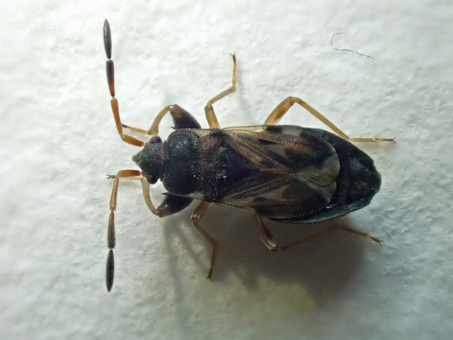 Scolopostethus Scolopostethus