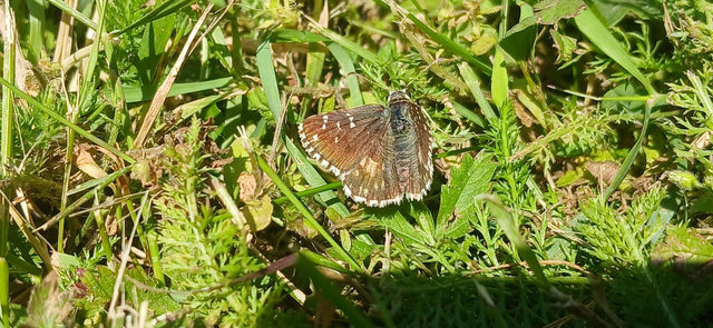 Pyrgus armoricanus - feles busalepke