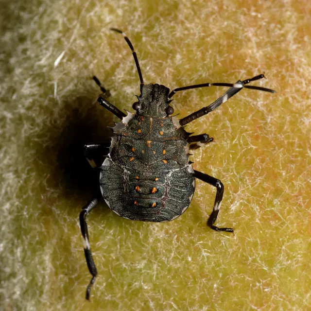 Halyomorpha halys - ázsiai márványospoloska