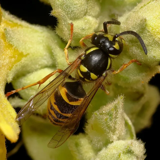 Vespula vulgaris - kecskedarázs