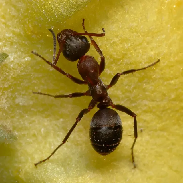 Formica rufibarbis - vörös rabszolgahangya