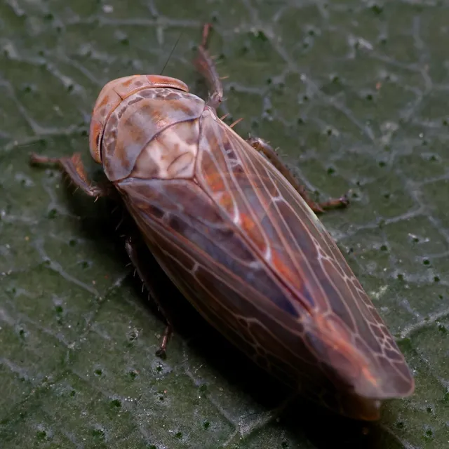 Auchenorrhyncha - Kabócák Auchenorrhyncha - Kabócák