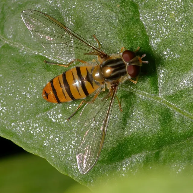 Episyrphus balteatus - ékfoltos zengőlégy