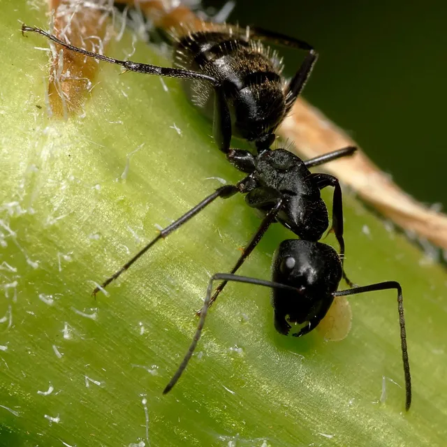 Camponotus vagus - fekete lóhangya