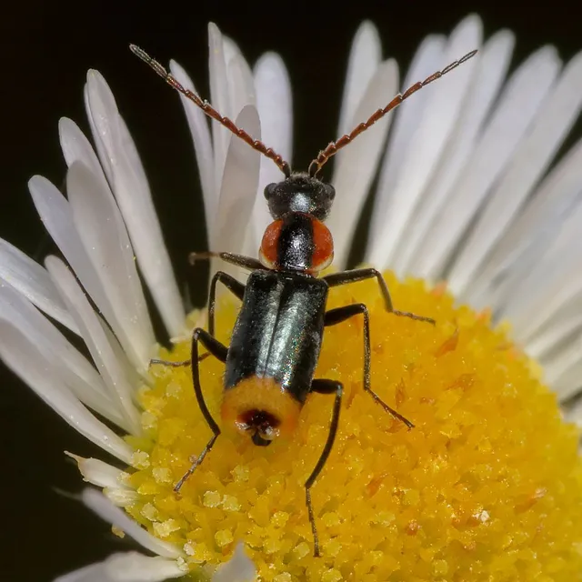 Axinotarsus pulicarius - barnafüggős bibircsesbogár