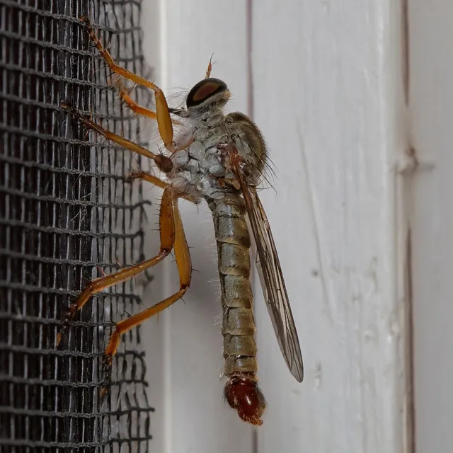 Aneomochtherus flavicornis