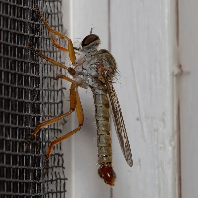 Aneomochtherus flavicornis