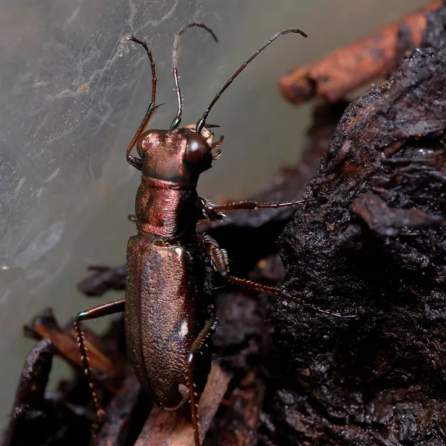 Cylindera germanica - parlagi homokfutrinka