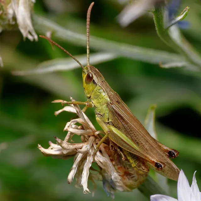 Pseudochorthippus parallelus - közönséges rétisáska