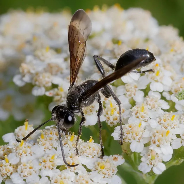 Isodontia mexicana - mexikói fűdarázs