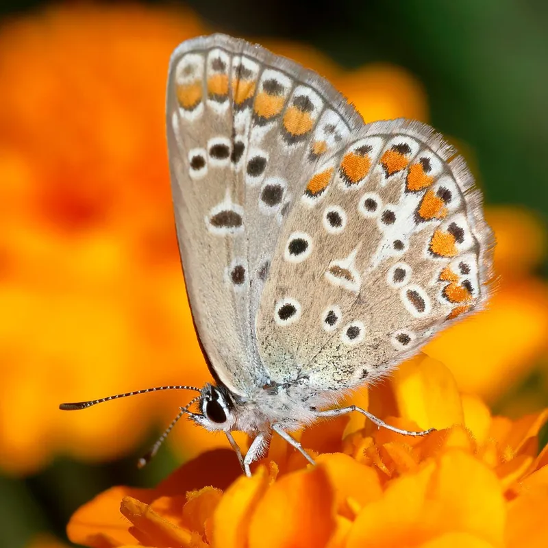 közönséges boglárka - Polyommatus icarus