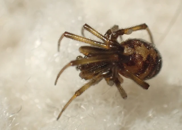 Steatoda triangulosa - háromszöges faggyúpók