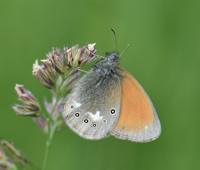 Coenonympha glycerion - közönséges szénalepke