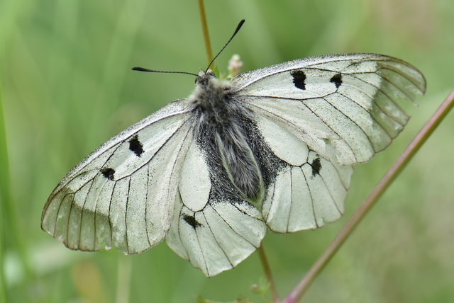 Parnassius mnemosyne - kis apollólepke