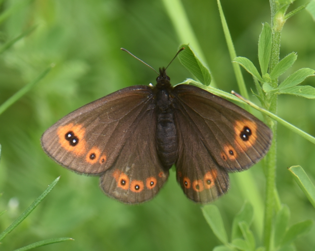 Erebia medusa - tavaszi szerecsenlepke