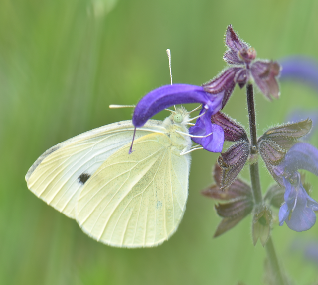 Pieris rapae - répalepke