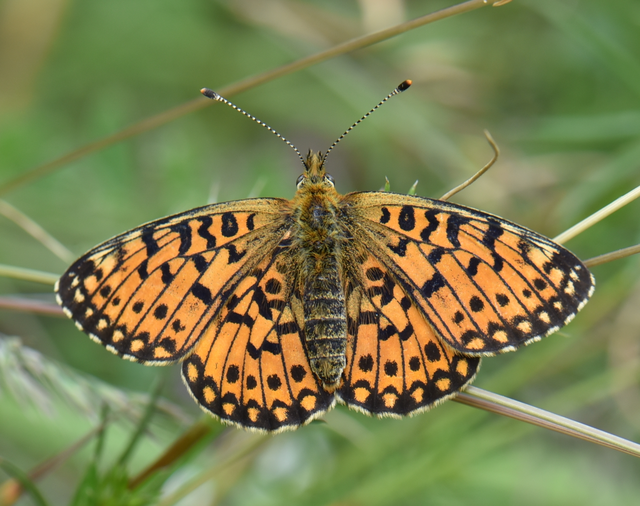 Boloria selene - fakó gyöngyházlepke