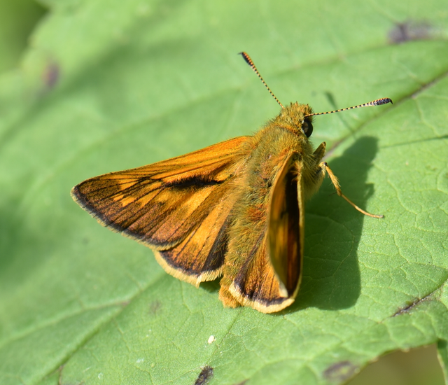 Ochlodes sylvanus - erdei busalepke