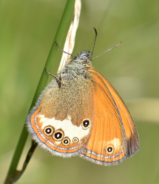 Coenonympha arcania - fehéröves szénalepke
