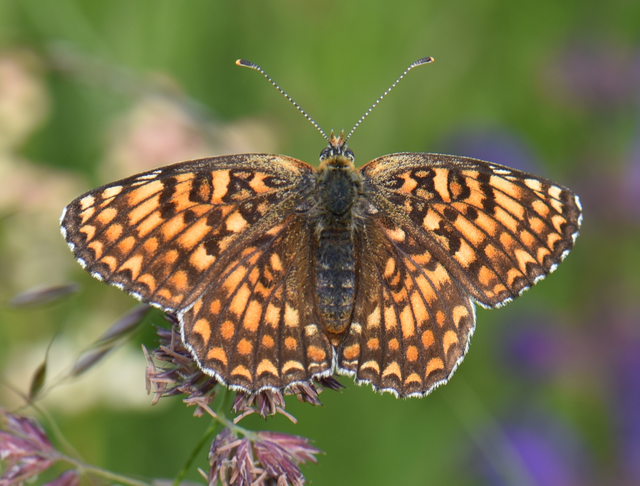 Melitaea phoebe - nagy tarkalepke