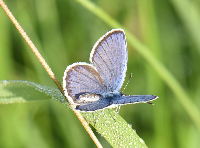 Plebejus argyrognomon - tintakék boglárka