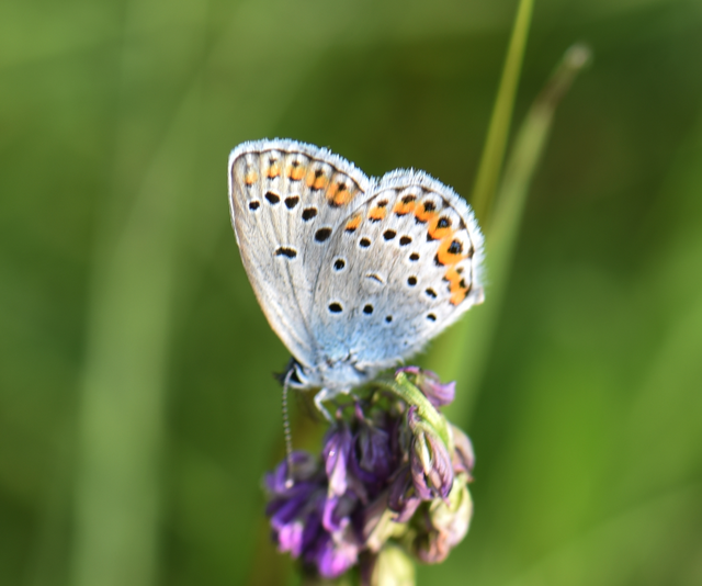 Plebejus argyrognomon - tintakék boglárka