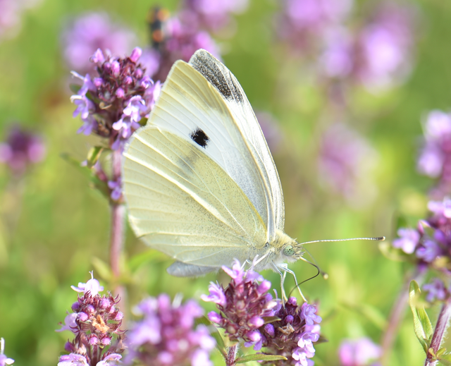 Pieris rapae - répalepke