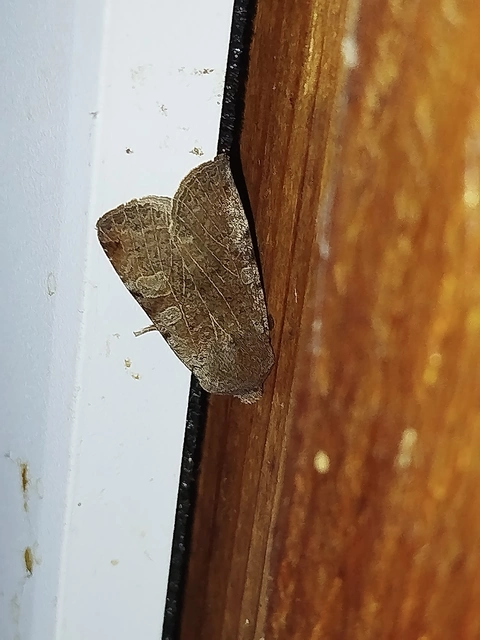 Conistra rubiginosa - szürke télibagoly