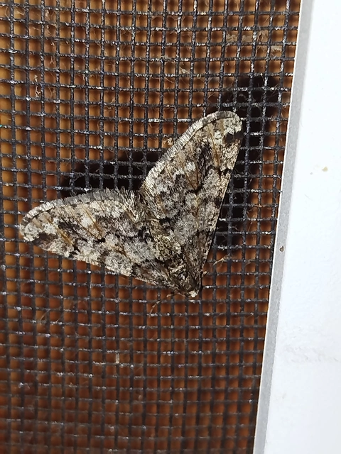 Agriopis leucophaearia - tölgy-tavasziaraszoló